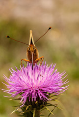 Spotted fritillary in Pyrenees