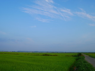 夏の田園風景と一本道