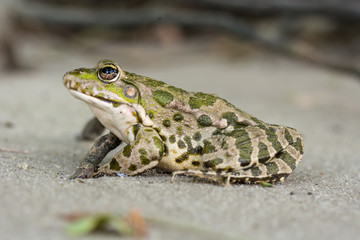 Frog on the sand