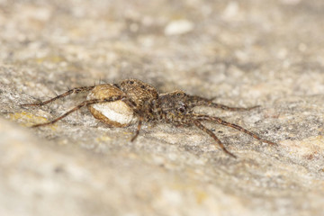 Wolf spider - female with an egg sac