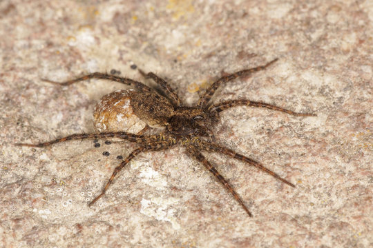 Wolf spider - female with an egg sac