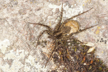 Wolf spider - female with an egg sac