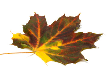 Multicolor autumn maple-leaf