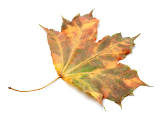 Multicolor autumnal maple-leaf on white background