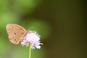 farfalla