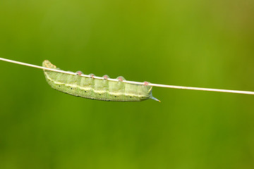 Schmetterlingsraupe,Svenssons Pyramideneule