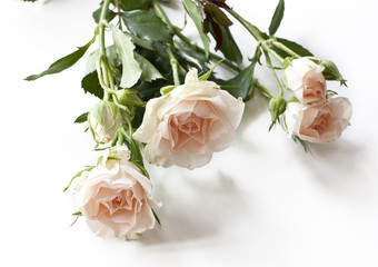 Tender white tea roses on white background