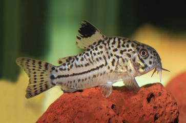 Three- Lined Catfish, Resting on Lava Rock in Aquarium