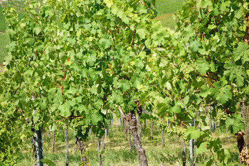 Fototapeta na wymiar Vine stock in the vineyard