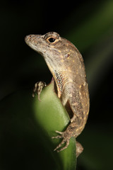 Dramatic Portrait of Brown Anole