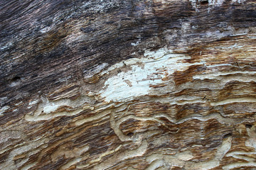 Abstract texture of old wood formed by time and nature