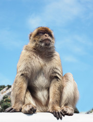 Barbary Ape or Macaque Monkey of The Rock of Gilbraltar