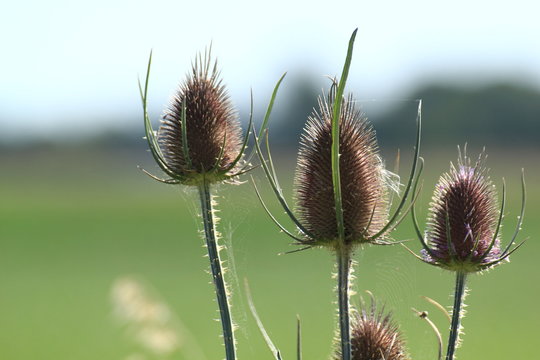 Fleurs de chardons