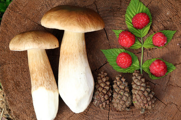 Лесные дары 6 © sh_aa