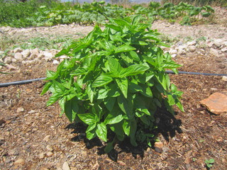 basil plant with drip irrigation