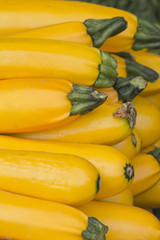 Fototapeta na wymiar Organic Yellow Zucchini