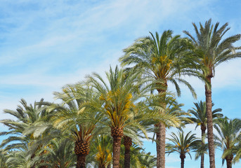 Obraz premium Date Palms Along the Prominade of Palma de Mallorca, Spain