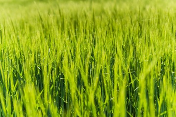 green fields in germany