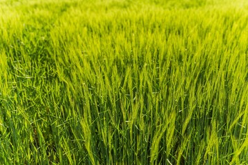 green fields in germany