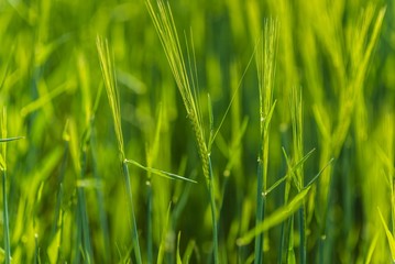 green fields in germany
