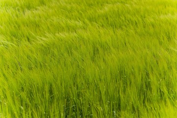 a field as green as grass can get