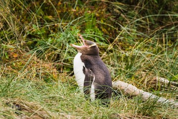typical animals of new zealand