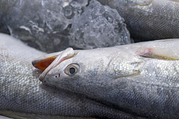 Fish exposed in fish market