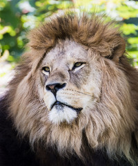 Lion portrait