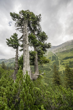 Alte Zirbelkiefer in den Alpen