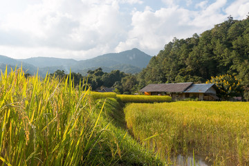 Rice Field , Mountain Background