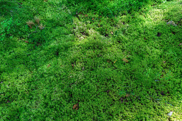 moss on a forest floor background