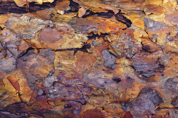 Coarse blotched bark of old pine tree