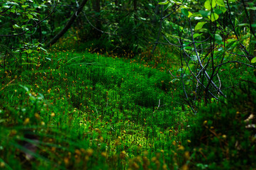 moss on a forest floor background