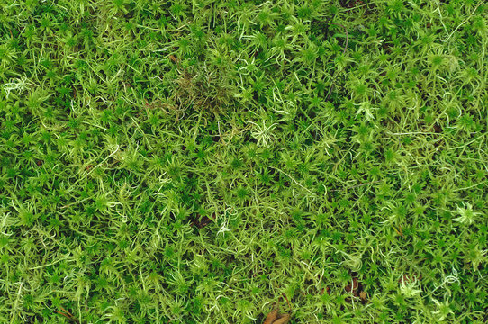 Moss On A Forest Floor Background