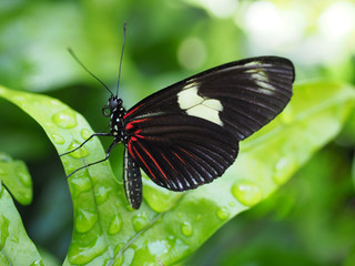 Closeup of Black and Red Doris Butterfly