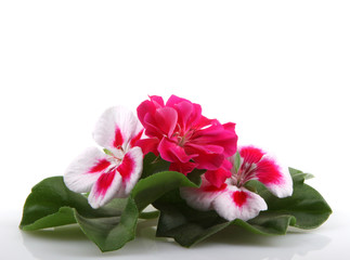 Geranium Flowers