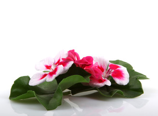 Geranium Flowers