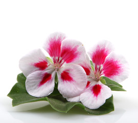 Geranium Flowers