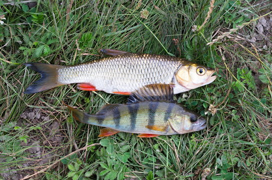 chub and perch on the grass