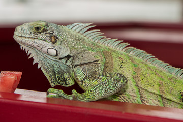 Iguana lizard portrait close-up
