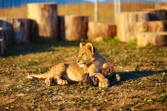 lion cub cuddling in nature and plaing with toy