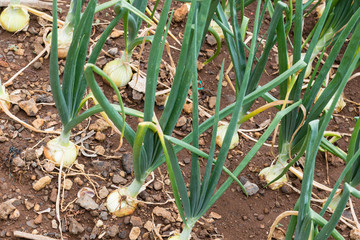 Spring onion or scallion growing in a field. Fresh green onions in a row. Fresh and organic vegetable