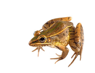 Southern Leopard Frog Seated Isolated on White