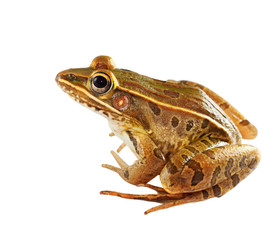Sitting Southern Leopard Frog Isolated on White