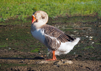 Portrait of grey domestic goose on natural background