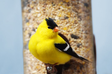 Male American goldfinch