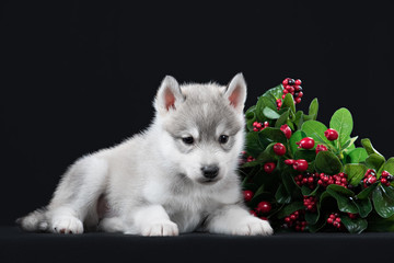 Cute little puppy of syberian husky