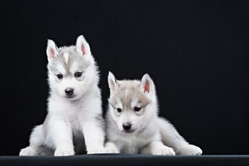 Two Little cute puppy of Siberian husky dog in studio over black