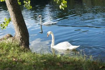 Cigni al parco che nuotano