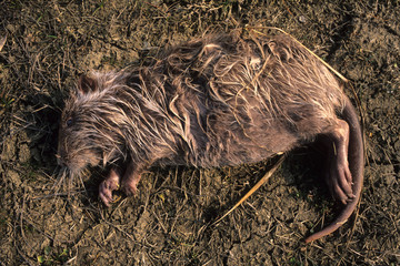 nutria roditore